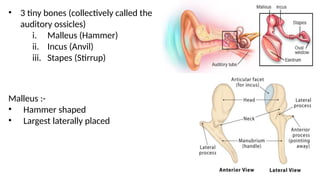 • 3 tiny bones (collectively called the
auditory ossicles)
i. Malleus (Hammer)
ii. Incus (Anvil)
iii. Stapes (Stirrup)
Malleus :-
• Hammer shaped
• Largest laterally placed
 