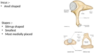 Incus :-
• Anvil shaped
Stapes :-
• Stirrup shaped
• Smallest
• Most medially placed
 