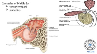 2 muscles of Middle Ear
 tensor tympani
 stapedius
 