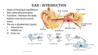 • Organ of hearing & equilibrium
• Also called phonoreceptor
• Functions : Maintain the body
balance and receive sound
waves
• The ear is divided into 3 parts:
i. External ear
ii. Middle ear
iii. Inner ear
Ear : Introduction
 