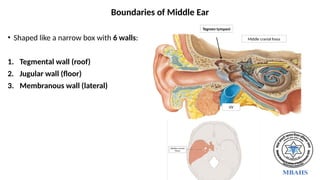 • Shaped like a narrow box with 6 walls:
1. Tegmental wall (roof)
2. Jugular wall (floor)
3. Membranous wall (lateral)
Middle cranial fossa
Tegmen tympani
IJV
Boundaries of Middle Ear
 