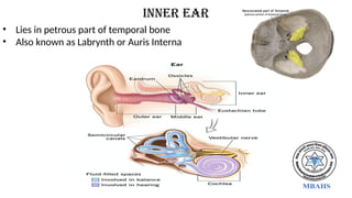 inner ear
• Lies in petrous part of temporal bone
• Also known as Labrynth or Auris Interna
 