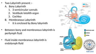 • Two Labyrinth present :-
A. Bony Labyrinth
1. 3 semicircular cannals
2. Vestibule lotolith organ
3. Cochlea
B. Membranous Labyrinth
• It is enclosed by Bony labyrinth
• Between bony and membranous labyrinth is
perilymph fluid
• Fluid inside membranous labyrinth is
endolymph fluid
 