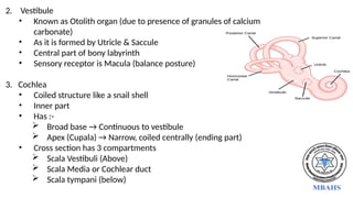 2. Vestibule
• Known as Otolith organ (due to presence of granules of calcium
carbonate)
• As it is formed by Utricle & Saccule
• Central part of bony labyrinth
• Sensory receptor is Macula (balance posture)
3. Cochlea
• Coiled structure like a snail shell
• Inner part
• Has :-
 Broad base → Continuous to vestibule
 Apex (Cupala) → Narrow, coiled centrally (ending part)
• Cross section has 3 compartments
 Scala Vestibuli (Above)
 Scala Media or Cochlear duct
 Scala tympani (below)
 