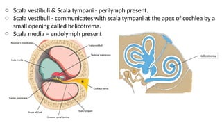 o Scala vestibuli & Scala tympani - perilymph present.
o Scala vestibuli - communicates with scala tympani at the apex of cochlea by a
small opening called helicotrema.
o Scala media – endolymph present
Helicotrema
 