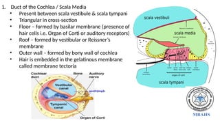 1. Duct of the Cochlea / Scala Media
• Present between scala vestibule & scala tympani
• Triangular in cross-section
• Floor – formed by basilar membrane (presence of
hair cells i.e. Organ of Corti or auditory receptors)
• Roof – formed by vestibular or Reissner’s
membrane
• Outer wall – formed by bony wall of cochlea
• Hair is embedded in the gelatinous membrane
called membrane tectoria
 