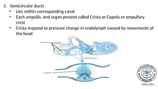 3. Semicircular ducts
• Lies within corresponding canal
• Each ampulla, end organ present called Crista or Cupola or ampullary
crest
• Crista respond to pressure change in endolymph caused by movements of
the head
 