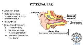 • Outer part of ear
• Made from elastic
connective and cartilage
connective tissue
• Filled with air
• Divided into three parts
i. Pinna (Auricle)
ii. External auditory
meatus (ear canal)
iii. Tympanic membrane
(Ear drum)
External ear
 