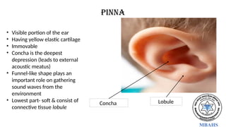 Pinna
• Visible portion of the ear
• Having yellow elastic cartilage
• Immovable
• Concha is the deepest
depression (leads to external
acoustic meatus)
• Funnel-like shape plays an
important role on gathering
sound waves from the
environment
• Lowest part- soft & consist of
connective tissue lobule
Concha Lobule
 