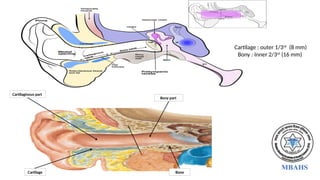 Cartilage : outer 1/3rd
(8 mm)
Bony : Inner 2/3rd
(16 mm)
Cartilaginous part
Cartilage
Bony part
Bone
 