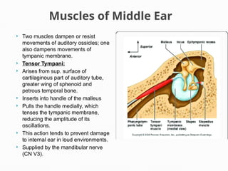 Ear Rotation Muscles Ear anatomy of human , gross anatomy mbbs | PPTX