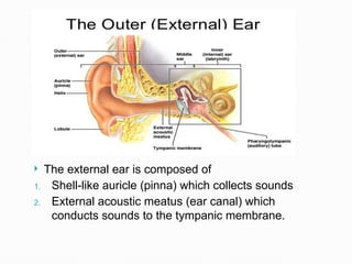 Shell Of An Ear Ear anatomy of human , gross anatomy mbbs | PPTX