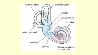 ear physiological aspects and mechanism of hearing.pptx