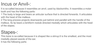 Anvil Shape Incus Comprehensive Overview of the Middle Ear: Anatomy, Function, and ...