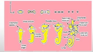 EAR-ANATOMY.pdf