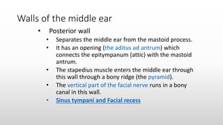 Walls of the middle ear
• Posterior wall
• Separates the middle ear from the mastoid process.
• It has an opening (the aditus ad antrum) which
connects the epitympanum (attic) with the mastoid
antrum.
• The stapedius muscle enters the middle ear through
this wall through a bony ridge (the pyramid).
• The vertical part of the facial nerve runs in a bony
canal in this wall.
• Sinus tympani and Facial recess
 