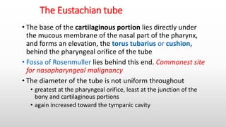 The Eustachian tube
• The base of the cartilaginous portion lies directly under
the mucous membrane of the nasal part of the pharynx,
and forms an elevation, the torus tubarius or cushion,
behind the pharyngeal orifice of the tube
• Fossa of Rosenmuller lies behind this end. Commonest site
for nasopharyngeal malignancy
• The diameter of the tube is not uniform throughout
• greatest at the pharyngeal orifice, least at the junction of the
bony and cartilaginous portions
• again increased toward the tympanic cavity
 