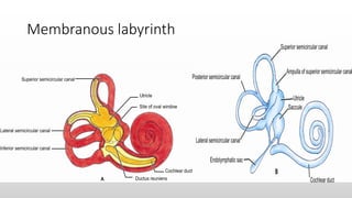 Membranous labyrinth
 