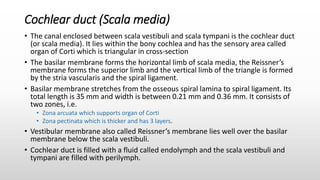 Cochlear duct (Scala media)
• The canal enclosed between scala vestibuli and scala tympani is the cochlear duct
(or scala media). It lies within the bony cochlea and has the sensory area called
organ of Corti which is triangular in cross-section
• The basilar membrane forms the horizontal limb of scala media, the Reissner’s
membrane forms the superior limb and the vertical limb of the triangle is formed
by the stria vascularis and the spiral ligament.
• Basilar membrane stretches from the osseous spiral lamina to spiral ligament. Its
total length is 35 mm and width is between 0.21 mm and 0.36 mm. It consists of
two zones, i.e.
• Zona arcuata which supports organ of Corti
• Zona pectinata which is thicker and has 3 layers.
• Vestibular membrane also called Reissner’s membrane lies well over the basilar
membrane below the scala vestibuli.
• Cochlear duct is filled with a fluid called endolymph and the scala vestibuli and
tympani are filled with perilymph.
 