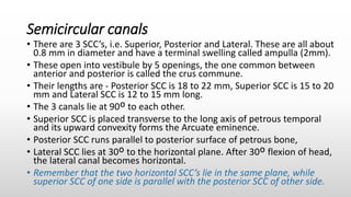Semicircular canals
• There are 3 SCC’s, i.e. Superior, Posterior and Lateral. These are all about
0.8 mm in diameter and have a terminal swelling called ampulla (2mm).
• These open into vestibule by 5 openings, the one common between
anterior and posterior is called the crus commune.
• Their lengths are - Posterior SCC is 18 to 22 mm, Superior SCC is 15 to 20
mm and Lateral SCC is 12 to 15 mm long.
• The 3 canals lie at 90º to each other.
• Superior SCC is placed transverse to the long axis of petrous temporal
and its upward convexity forms the Arcuate eminence.
• Posterior SCC runs parallel to posterior surface of petrous bone,
• Lateral SCC lies at 30º to the horizontal plane. After 30º flexion of head,
the lateral canal becomes horizontal.
• Remember that the two horizontal SCC’s lie in the same plane, while
superior SCC of one side is parallel with the posterior SCC of other side.
 