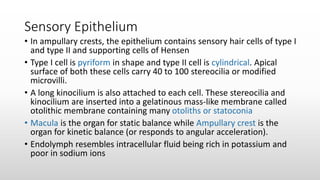 Sensory Epithelium
• In ampullary crests, the epithelium contains sensory hair cells of type I
and type II and supporting cells of Hensen
• Type I cell is pyriform in shape and type II cell is cylindrical. Apical
surface of both these cells carry 40 to 100 stereocilia or modified
microvilli.
• A long kinocilium is also attached to each cell. These stereocilia and
kinocilium are inserted into a gelatinous mass-like membrane called
otolithic membrane containing many otoliths or statoconia
• Macula is the organ for static balance while Ampullary crest is the
organ for kinetic balance (or responds to angular acceleration).
• Endolymph resembles intracellular fluid being rich in potassium and
poor in sodium ions
 