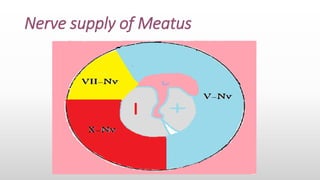 Nerve supply of Meatus
 