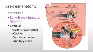Basic ear anatomy
•Inner ear
•Bony & membranous
labyrinth
• Vestibule
• Semi-circular canals
• Cochlea
• Vestibular nerve
• Auditory nerve
 