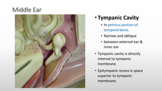 Middle Ear
• Tympanic Cavity
• In petrous portion of
temporal bone.
• Narrow and oblique
• between external ear &
inner ear
• Tympanic cavity is directly
internal to tympanic
membrane.
• Epitympanic recess is space
superior to tympanic
membrane.
 