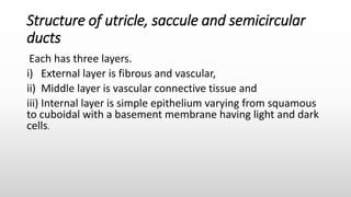 Structure of utricle, saccule and semicircular
ducts
Each has three layers.
i) External layer is fibrous and vascular,
ii) Middle layer is vascular connective tissue and
iii) Internal layer is simple epithelium varying from squamous
to cuboidal with a basement membrane having light and dark
cells.
 