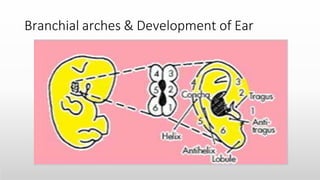 Anatomy of the Internal Ear -Medical Presentation | PPTX