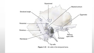 Pate In Ear Base Anatomy of the Internal Ear -Medical Presentation | PPTX