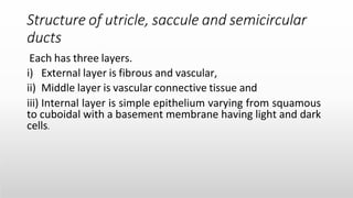 Utricule Anatomy of the Internal Ear -Medical Presentation | PPTX