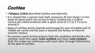 EAR-ANATOMY , anatomy of ear in human notes by Rahul | PDF