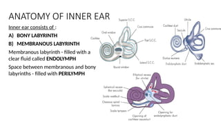 Endolymph Labyrinth Ear-Anatomy otorhinolaryngologyyyyyyyyyyyyyyyyyyyyyyy2022.pptx