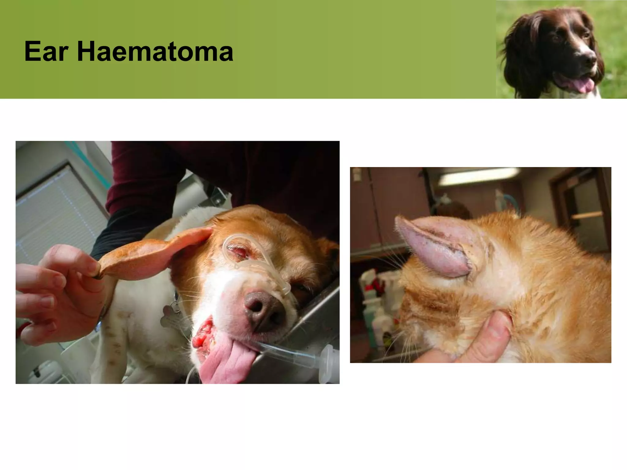 Ear Haematoma
 
