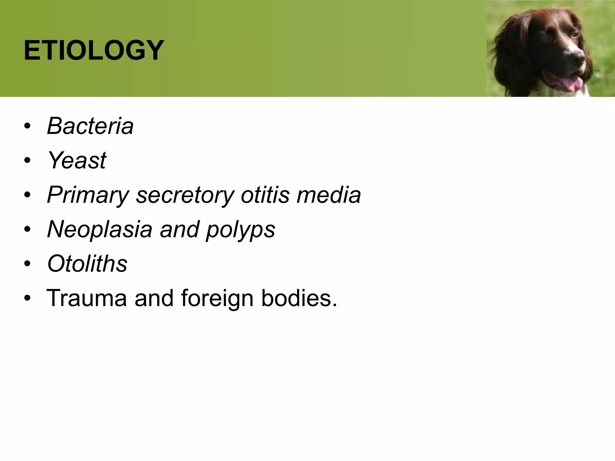 ETIOLOGY
• Bacteria
• Yeast
• Primary secretory otitis media
• Neoplasia and polyps
• Otoliths
• Trauma and foreign bodies.
 