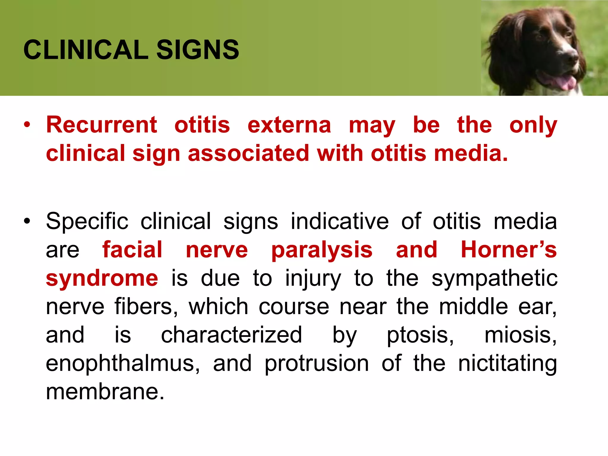 CLINICAL SIGNS
• Recurrent otitis externa may be the only
clinical sign associated with otitis media.
• Specific clinical signs indicative of otitis media
are facial nerve paralysis and Horner’s
syndrome is due to injury to the sympathetic
nerve fibers, which course near the middle ear,
and is characterized by ptosis, miosis,
enophthalmus, and protrusion of the nictitating
membrane.
 