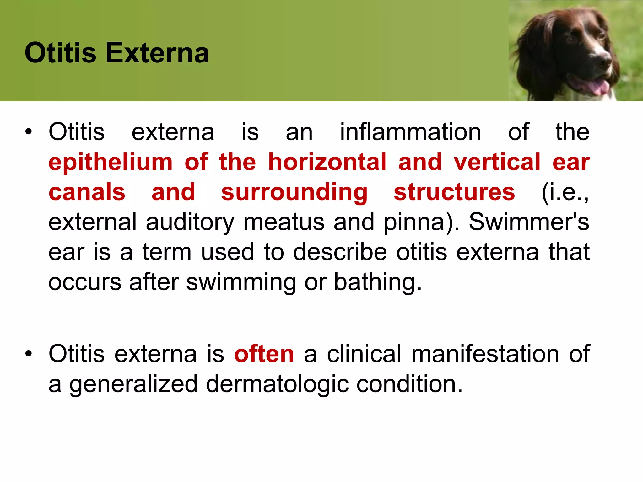 Otitis Externa
• Otitis externa is an inflammation of the
epithelium of the horizontal and vertical ear
canals and surrounding structures (i.e.,
external auditory meatus and pinna). Swimmer's
ear is a term used to describe otitis externa that
occurs after swimming or bathing.
• Otitis externa is often a clinical manifestation of
a generalized dermatologic condition.
 