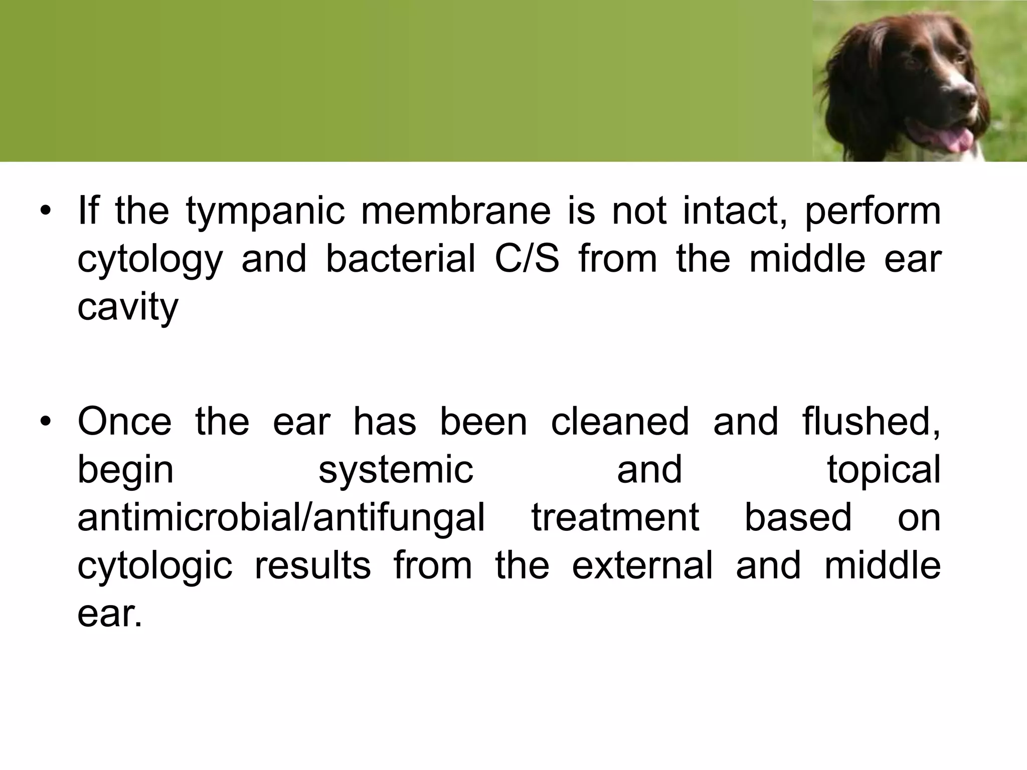 • If the tympanic membrane is not intact, perform
cytology and bacterial C/S from the middle ear
cavity
• Once the ear has been cleaned and flushed,
begin systemic and topical
antimicrobial/antifungal treatment based on
cytologic results from the external and middle
ear.
 