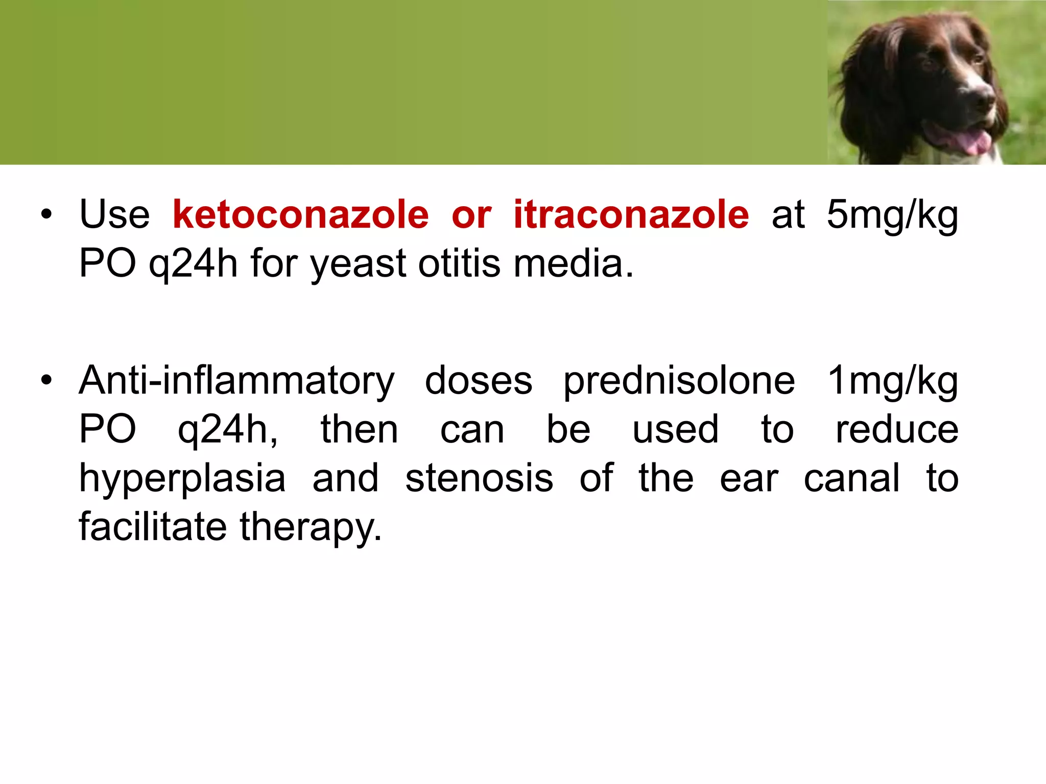 • Use ketoconazole or itraconazole at 5mg/kg
PO q24h for yeast otitis media.
• Anti-inflammatory doses prednisolone 1mg/kg
PO q24h, then can be used to reduce
hyperplasia and stenosis of the ear canal to
facilitate therapy.
 