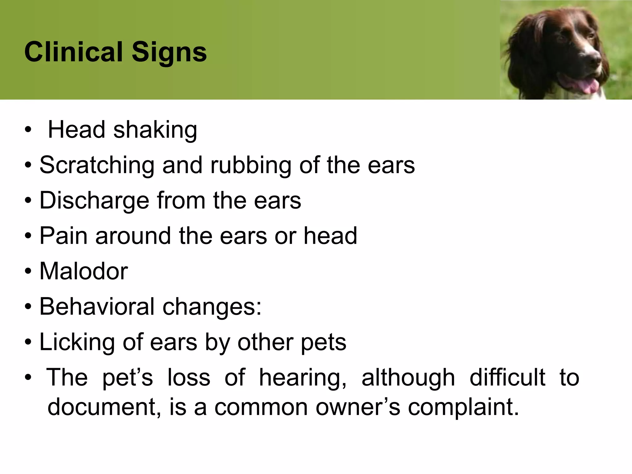 Clinical Signs
• Head shaking
• Scratching and rubbing of the ears
• Discharge from the ears
• Pain around the ears or head
• Malodor
• Behavioral changes:
• Licking of ears by other pets
• The pet’s loss of hearing, although difficult to
document, is a common owner’s complaint.
 