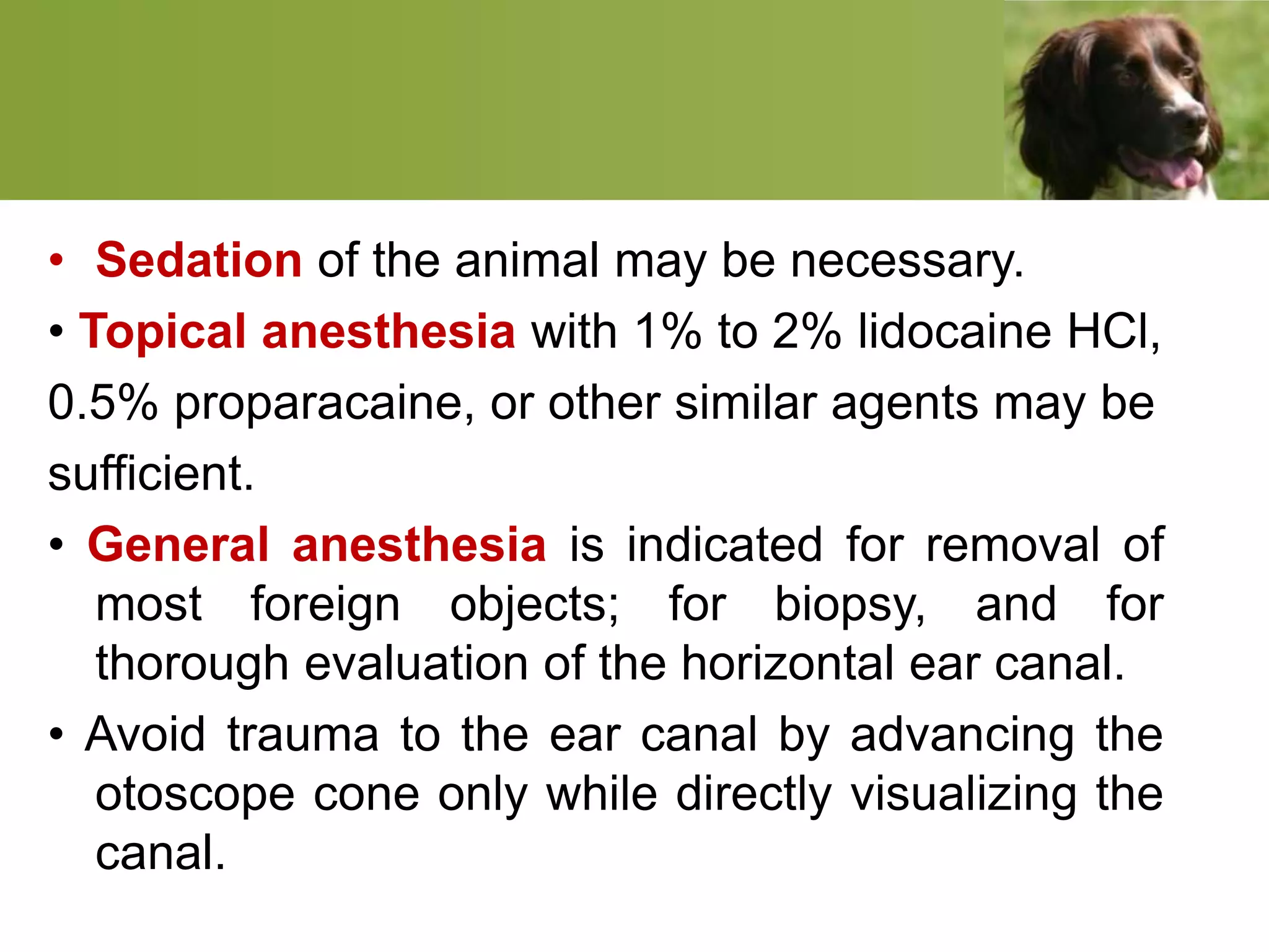 • Sedation of the animal may be necessary.
• Topical anesthesia with 1% to 2% lidocaine HCl,
0.5% proparacaine, or other similar agents may be
sufficient.
• General anesthesia is indicated for removal of
most foreign objects; for biopsy, and for
thorough evaluation of the horizontal ear canal.
• Avoid trauma to the ear canal by advancing the
otoscope cone only while directly visualizing the
canal.
 