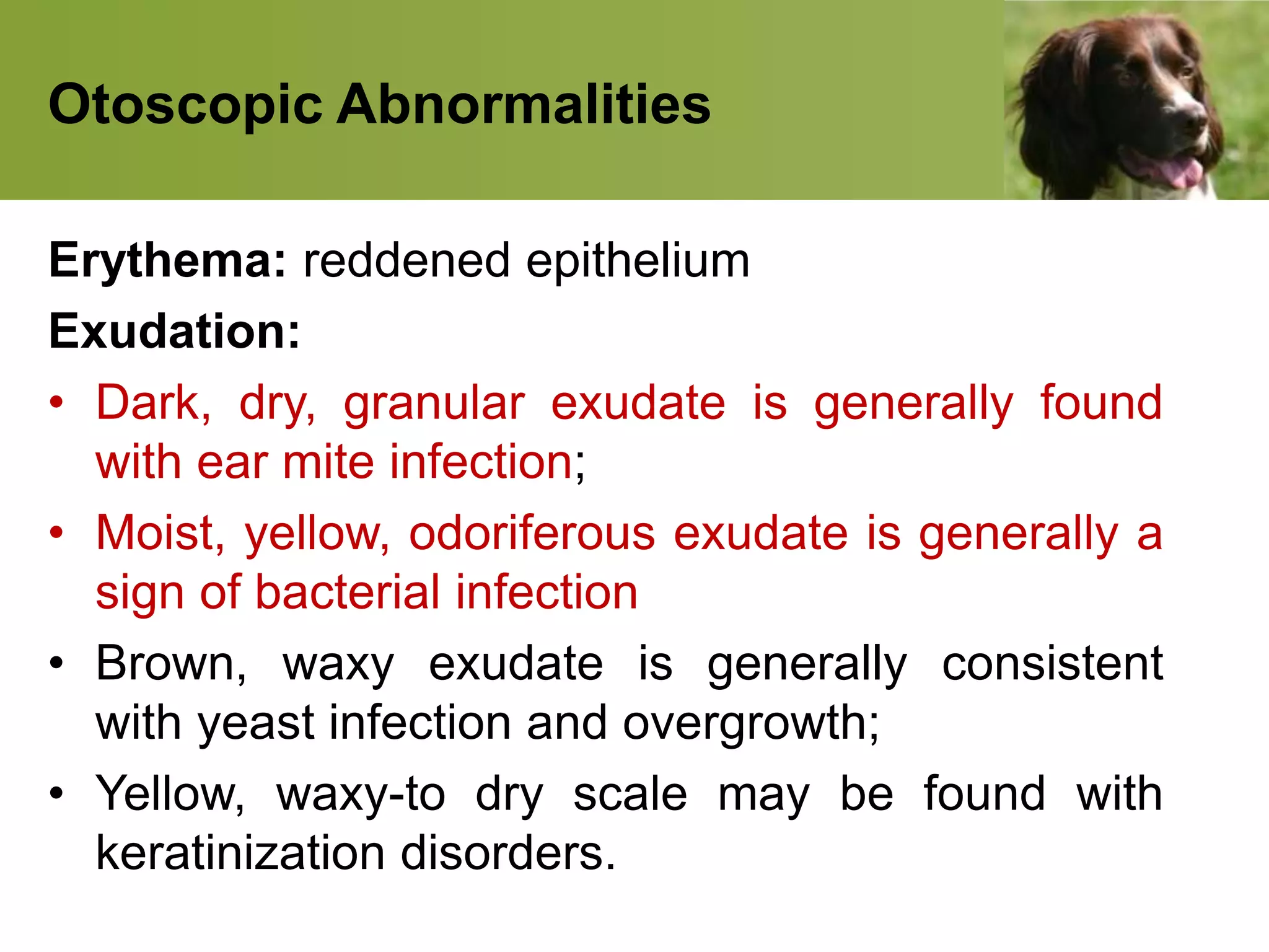 Otoscopic Abnormalities
Erythema: reddened epithelium
Exudation:
• Dark, dry, granular exudate is generally found
with ear mite infection;
• Moist, yellow, odoriferous exudate is generally a
sign of bacterial infection
• Brown, waxy exudate is generally consistent
with yeast infection and overgrowth;
• Yellow, waxy-to dry scale may be found with
keratinization disorders.
 
