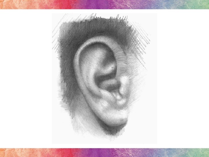 Ear Anatomy PPT Test