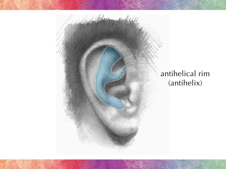 Ear Anatomy PPT Test