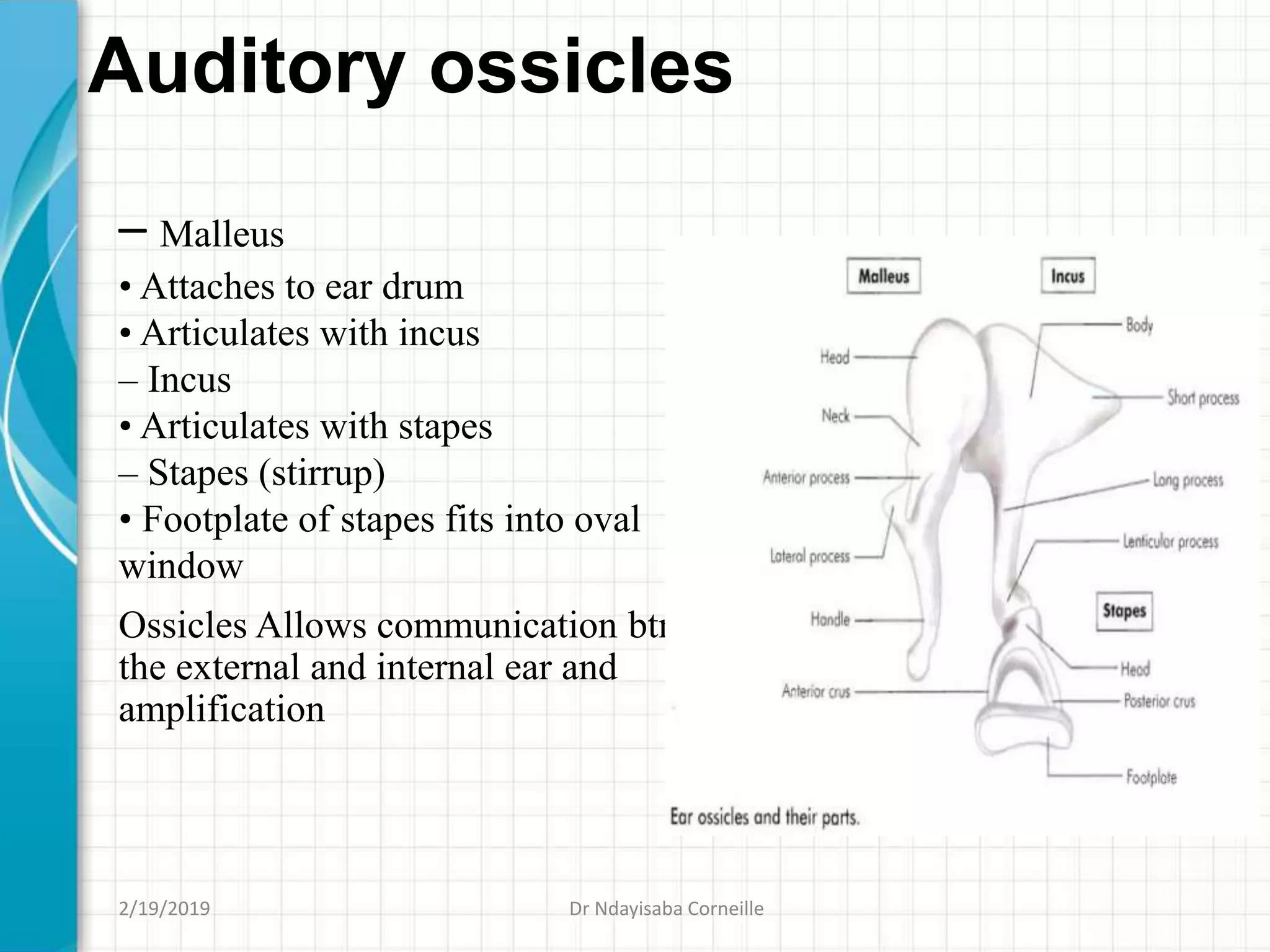 Auditory ossicles
– Malleus
• Attaches to ear drum
• Articulates with incus
– Incus
• Articulates with stapes
– Stapes (stirrup)
• Footplate of stapes fits into oval
window
Ossicles Allows communication btn
the external and internal ear and
amplification
2/19/2019 Dr Ndayisaba Corneille
 