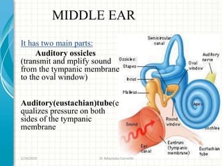 MIDDLE EAR
It has two main parts:
Auditory ossicles
(transmit and mplify sound
from the tympanic membrane
to the oval window)
Auditory(eustachian)tube(e
qualizes pressure on both
sides of the tympanic
membrane
2/19/2019 Dr Ndayisaba Corneille
 