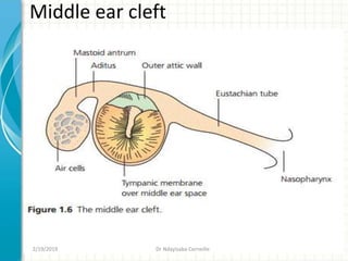 Middle ear cleft
2/19/2019 Dr Ndayisaba Corneille
 