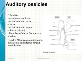Auditory ossicles
– Malleus
• Attaches to ear drum
• Articulates with incus
– Incus
• Articulates with stapes
– Stapes (stirrup)
• Footplate of stapes fits into oval
window
Ossicles Allows communication btn
the external and internal ear and
amplification
2/19/2019 Dr Ndayisaba Corneille
 