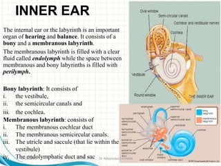 INNER EAR
The internal ear or the labyrinth is an important
organ of hearing and balance. It consists of a
bony and a membranous labyrinth.
The membranous labyrinth is filled with a clear
fluid called endolymph while the space between
membranous and bony labyrinths is filled with
perilymph.
Bony labyrinth: It consists of
i. the vestibule,
ii. the semicircular canals and
iii. the cochlea.
Membranous labyrinth: consists of
i. The membranous cochlear duct
ii. The membranous semicircular canals.
iii. The utricle and saccule (that lie within the
vestibule)
iv. The endolymphatic duct and sac
2/19/2019 Dr Ndayisaba Corneille
 